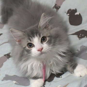 ノルウェージャンフォレストキャット【茨城県・男の子・2025年7月25日・ブルーマッカレルタビー&ホワイト】の写真「生後3ヶ月でこの毛吹きとキレイなお顔立ち♥」