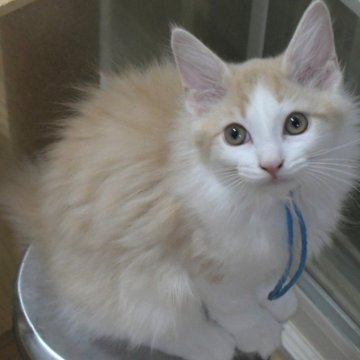 ノルウェージャンフォレストキャット【茨城県・男の子・2025年7月25日・クリームマッカレルタビー&ホワイト】の写真「相性の良い子・ひとめぼれの子etcを探しに♪」