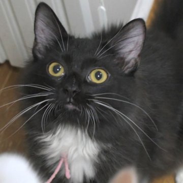 ノルウェージャンフォレストキャット【茨城県・女の子・2025年6月27日・ブラック&ホワイト】の写真「甘ったれで可愛らしい♪」
