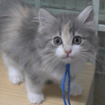 ノルウェージャンフォレストキャット【茨城県・女の子・2025年9月5日・ブルーパッチドタビー&ホワイト】の写真「可愛らしいタイプの女の子♪」