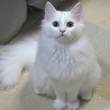ノルウェージャンフォレストキャット【茨城県・女の子・2025年7月1日・ホワイト】の写真「気高い妖精のようなホワイト姫♪」