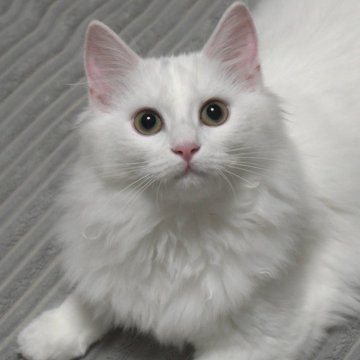 ノルウェージャンフォレストキャット【茨城県・女の子・2025年7月1日・ホワイト】の写真「妖精のようなホワイト姫♪」