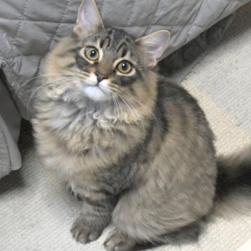 ノルウェージャンフォレストキャット【茨城県・男の子・2025年7月1日・ブラウンマッカレルタビー】の写真「クリクリお目々♥骨太で大きくなります！」