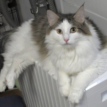 ノルウェージャンフォレストキャット【茨城県・男の子・2024年11月4日・ブラウンマッカレルタビー&ホワイト】の写真「大きな赤ちゃんみたい(^_^)v甘ったれ♪」