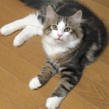 ノルウェージャンフォレストキャット【茨城県・男の子・2025年4月9日・ブラウンタビ-&ホワイト】の写真「パーフェクトカラー♪」