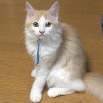 ノルウェージャンフォレストキャット【茨城県・男の子・2025年7月25日・クリームマッカレルタビー&ホワイト】の写真「相性の良い子・ひとめぼれの子etcを探しに♪」