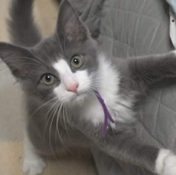 ノルウェージャンフォレストキャット【茨城県・男の子・2025年8月6日・ブルー&ホワイト】の写真「相性の良い子・ひとめぼれの子etcを探しに♪」