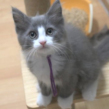 ノルウェージャンフォレストキャット【茨城県・男の子・2025年8月6日・ブルー&ホワイト】の写真「相性の良い子・ひとめぼれの子etcを探しに♪」