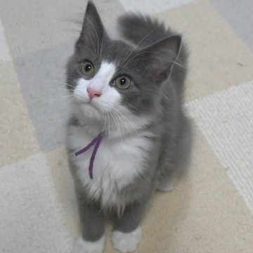 ノルウェージャンフォレストキャット【茨城県・男の子・2025年8月6日・ブルー&ホワイト】の写真「相性の良い子・ひとめぼれの子etcを探しに♪」