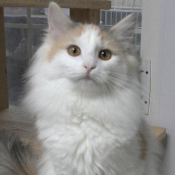 ノルウェージャンフォレストキャット【茨城県・女の子・2025年4月9日・シルバーパッチドマッカレルタビ-&ホワイト】の写真「ずっと甘やかして抱っこしてあげたい方にお勧めです♥」