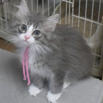 ノルウェージャンフォレストキャット【茨城県・女の子・2025年9月2日・ブルーマッカレルタビー&ホワイト】の写真「NEW♪」