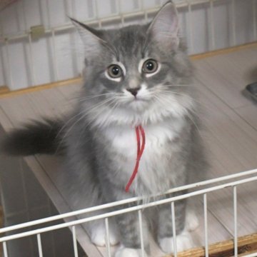 ノルウェージャンフォレストキャット【茨城県・女の子・2025年7月25日・ブルーマッカレルタビー&ホワイト】の写真「相性の良い子・ひとめぼれの子etcを探しに♪」