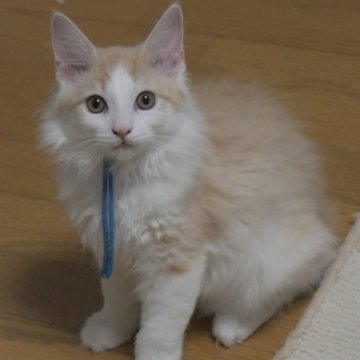 ノルウェージャンフォレストキャット【茨城県・男の子・2025年7月25日・クリームマッカレルタビー&ホワイト】の写真「相性の良い子・ひとめぼれの子etcを探しに♪」