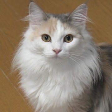 ノルウェージャンフォレストキャット【茨城県・女の子・2024年7月13日・ブルーパッチドタビ-&ホワイト】の写真「クールビューティーな女の子♪」