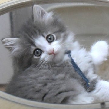 ノルウェージャンフォレストキャット【茨城県・男の子・2025年9月5日・ブルーマッカレルタビー&ホワイト】の写真「NEW♪」