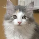 ノルウェージャンフォレストキャット