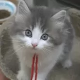 ノルウェージャンフォレストキャット