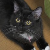 ノルウェージャンフォレストキャット