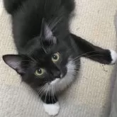 ノルウェージャンフォレストキャット