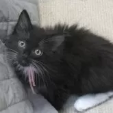 ノルウェージャンフォレストキャット