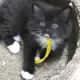 ノルウェージャンフォレストキャット