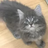 ノルウェージャンフォレストキャット