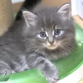 ノルウェージャンフォレストキャット