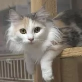 ノルウェージャンフォレストキャット