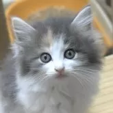 ノルウェージャンフォレストキャット