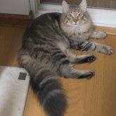 ノルウェージャンフォレストキャット