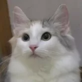 ノルウェージャンフォレストキャット