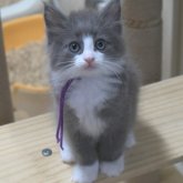 ノルウェージャンフォレストキャット