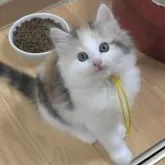 ノルウェージャンフォレストキャット