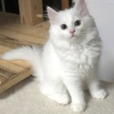 ノルウェージャンフォレストキャット