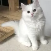 ノルウェージャンフォレストキャット