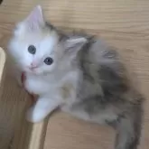 ノルウェージャンフォレストキャット