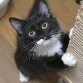 ノルウェージャンフォレストキャット