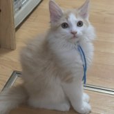 ノルウェージャンフォレストキャット