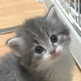 ノルウェージャンフォレストキャット
