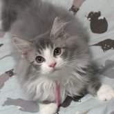 ノルウェージャンフォレストキャット