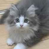 ノルウェージャンフォレストキャット