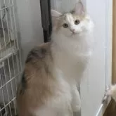 ノルウェージャンフォレストキャット