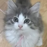 ノルウェージャンフォレストキャット