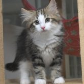 ノルウェージャンフォレストキャット
