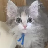 ノルウェージャンフォレストキャット