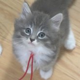 ノルウェージャンフォレストキャット