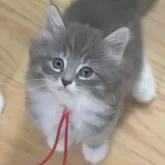 ノルウェージャンフォレストキャット
