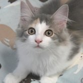 ノルウェージャンフォレストキャット