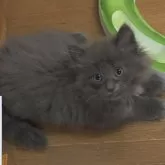ノルウェージャンフォレストキャット