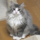 ノルウェージャンフォレストキャット